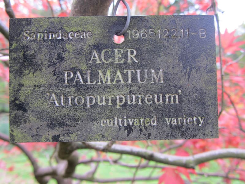 Acer palmatum atropurpureum 1b