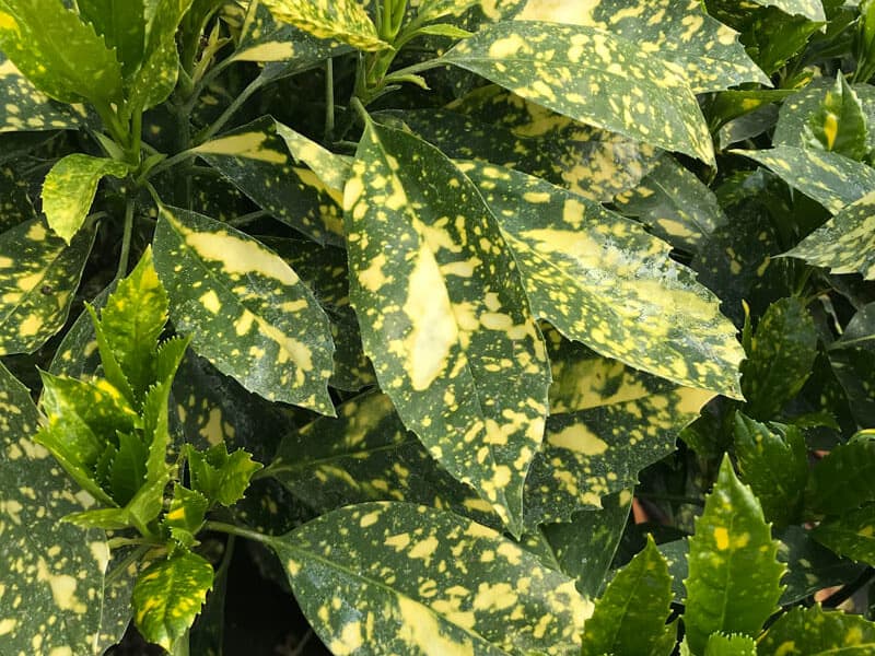 Aucuba japonica crotonifolia 1