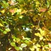 Crataegus prunifolia splendens 20