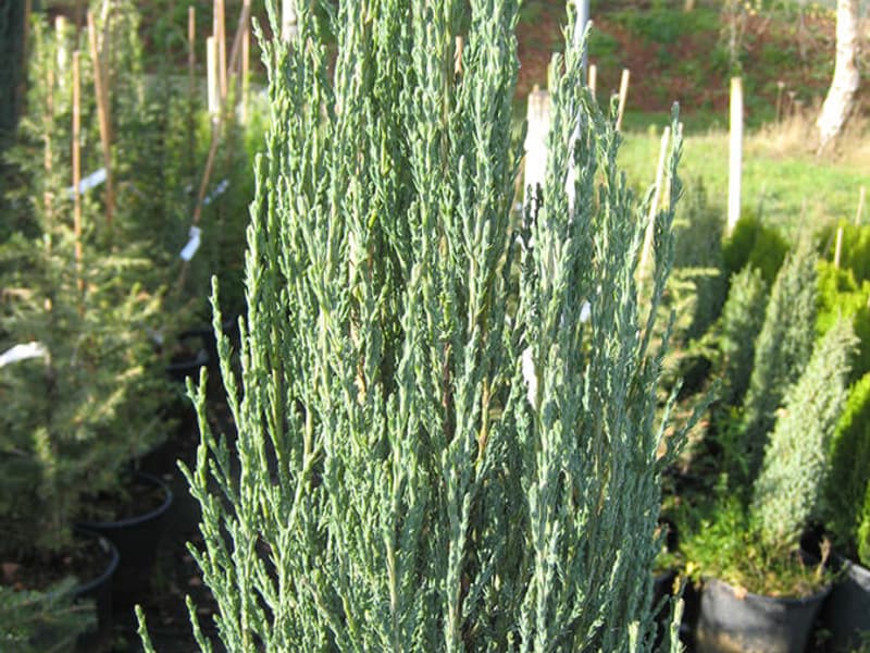 Juniperus Scopulorum Blue Arrow1