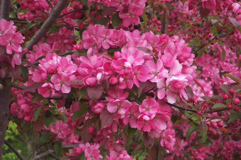 Crab Apple - Malus Rudolf | Chew Valley Trees