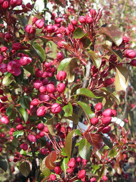 Crab Apple - Malus Rudolf | Chew Valley Trees