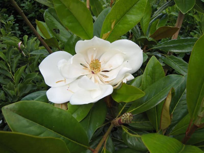 Magnolia Grandiflora Exmouth 3