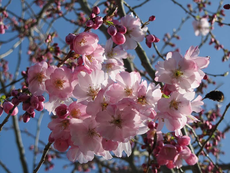 Pink Flowering Cherry - Prunus Accolade | Chew Valley Trees