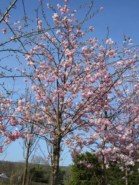 Pink Flowering Cherry Prunus Accolade