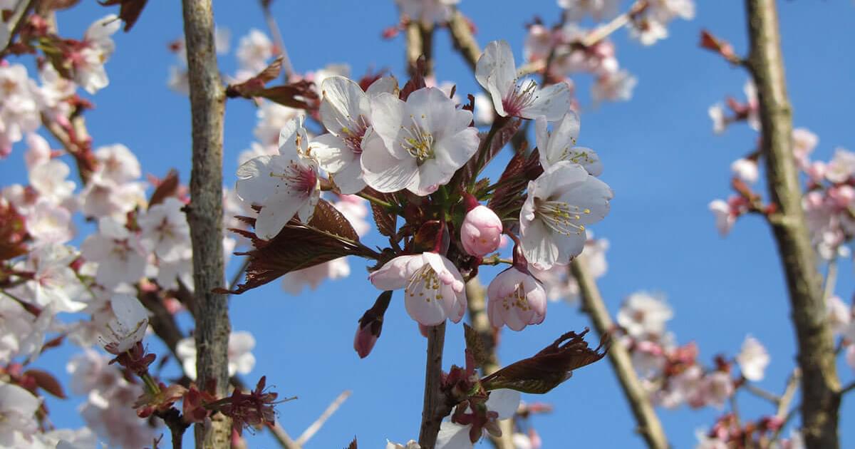Spire Cherry - Prunus Spire | Chew Valley Trees