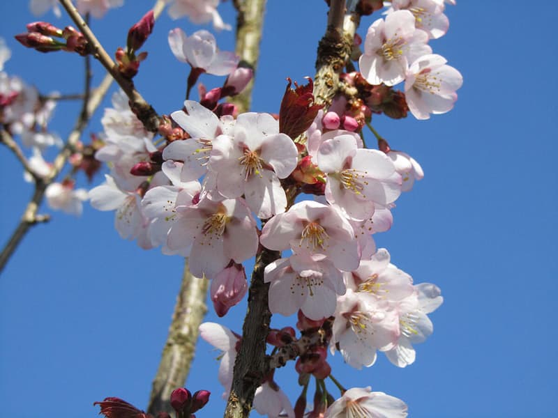 Spire Cherry - Prunus Spire | Chew Valley Trees