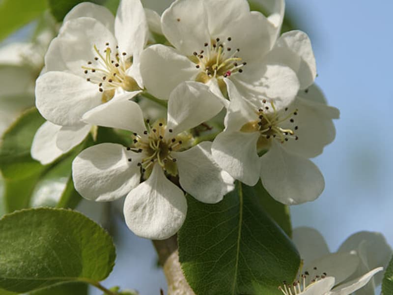 PYRUS CALLERYANA CHANTICLEER 24