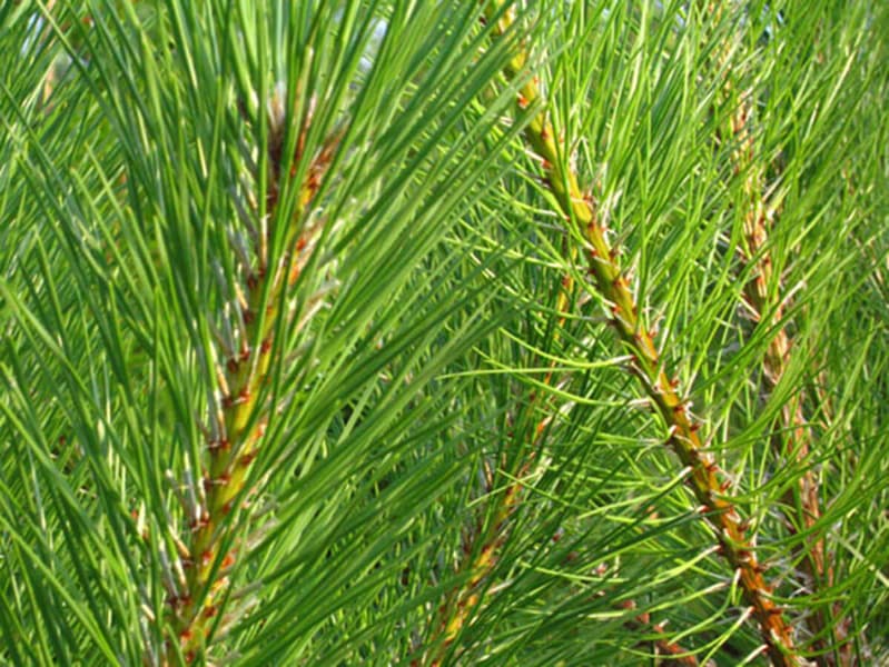 Pinusnigra maritima 2