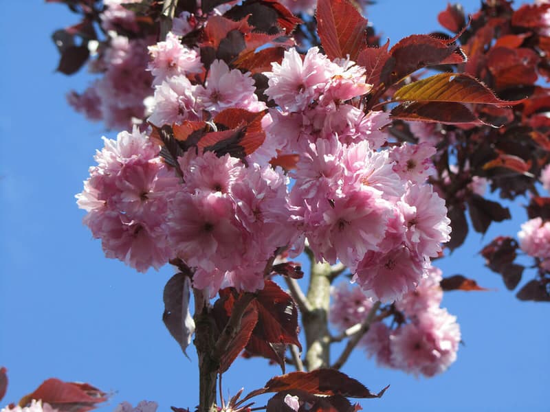 Prunus Royal Burguny 7
