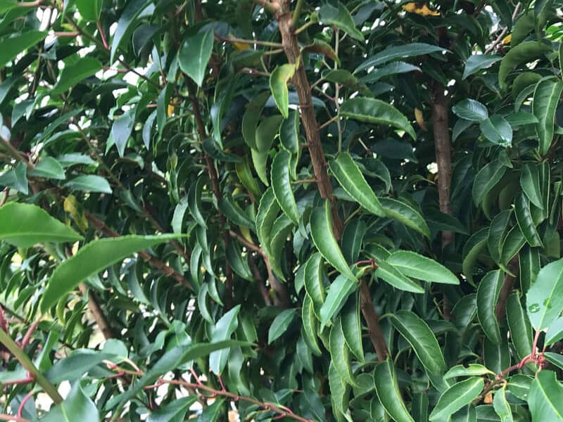 Prunus lusitanica foliage