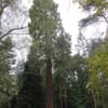 Sequoidendron giganteum 3b