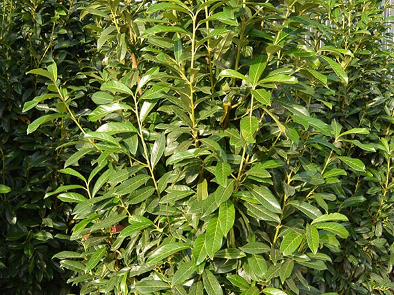 Fastigiate Shape Prunus / Laurel | Chew Valley Trees