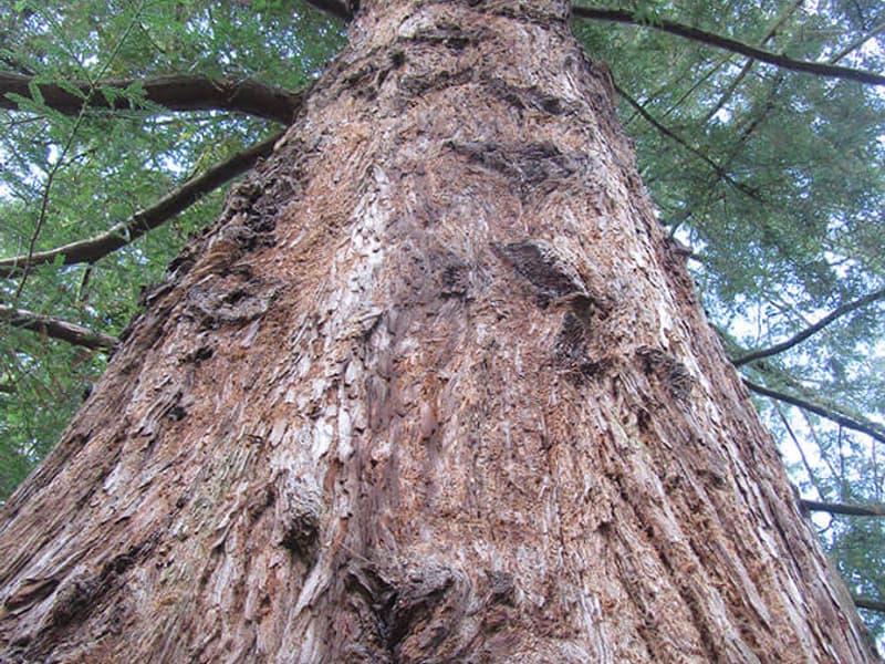 Sequoiasempervirens 2