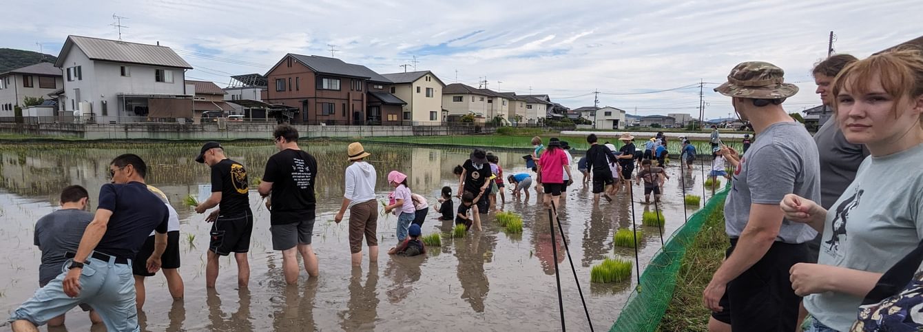 A CLS cohort assists with rice planting in a Japanese village.