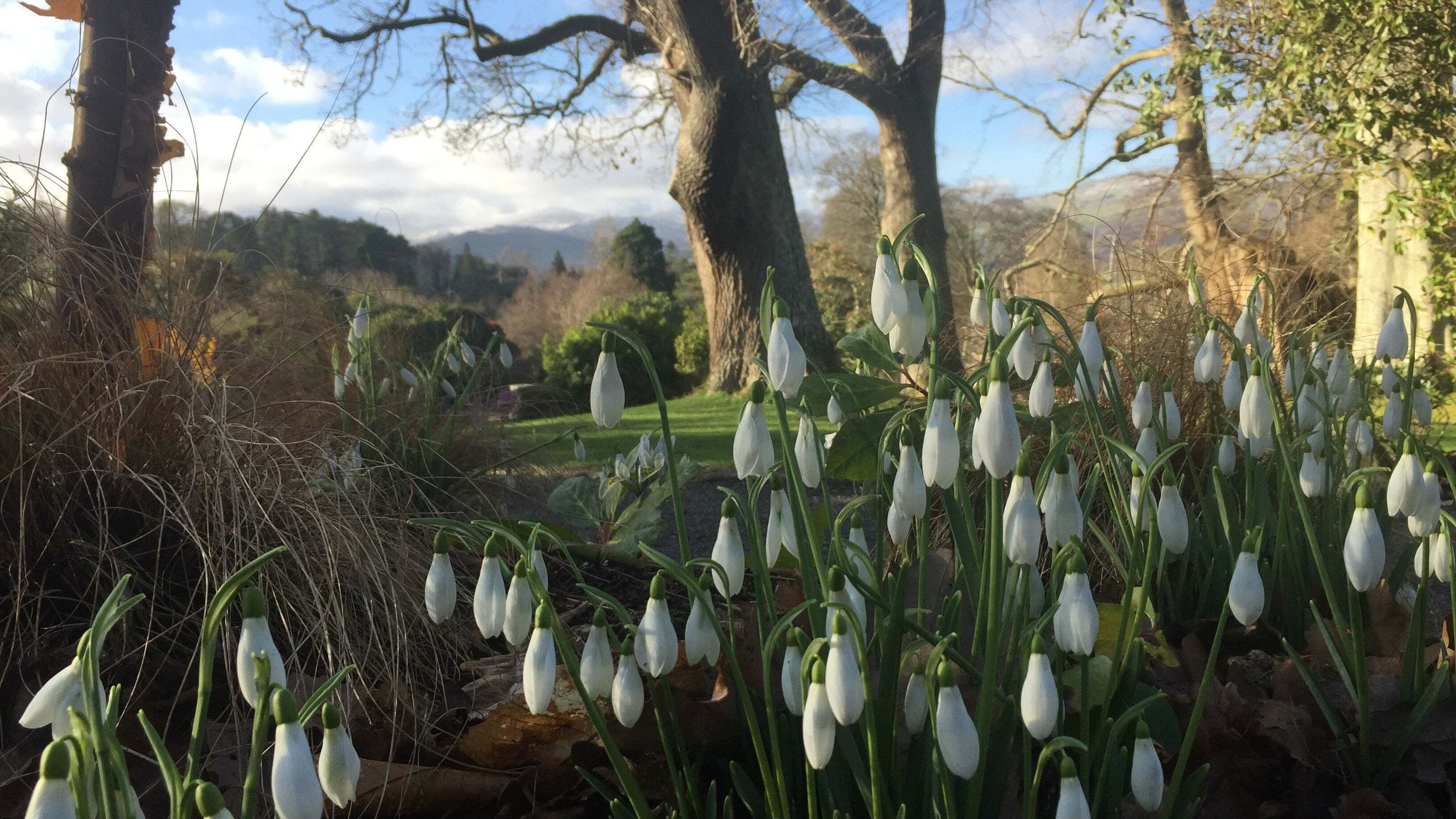Snowdrops at Bodnant Gradens