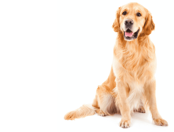 Glan Morfa Dog Friendly