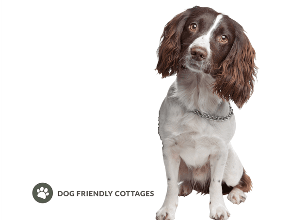HACK Spaniel
