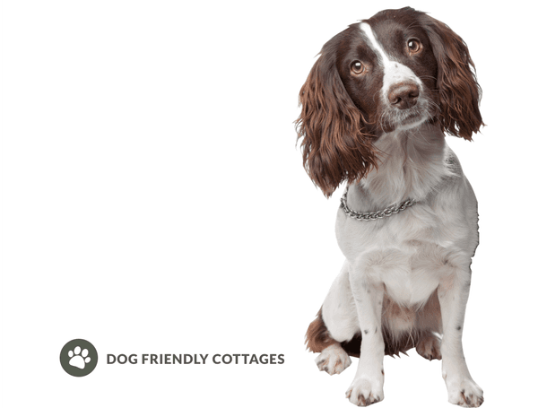 RWST Dog Friendly