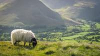 Champions of Cumbria Human Landscapes1