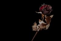 Dead Rose Gradient