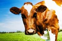 Guernsey Cow Gradient
