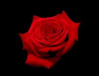 Red rose with black background scaled