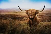 Scottish Highland Bull Gradient