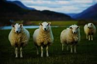 Scottish Sheep Gradient