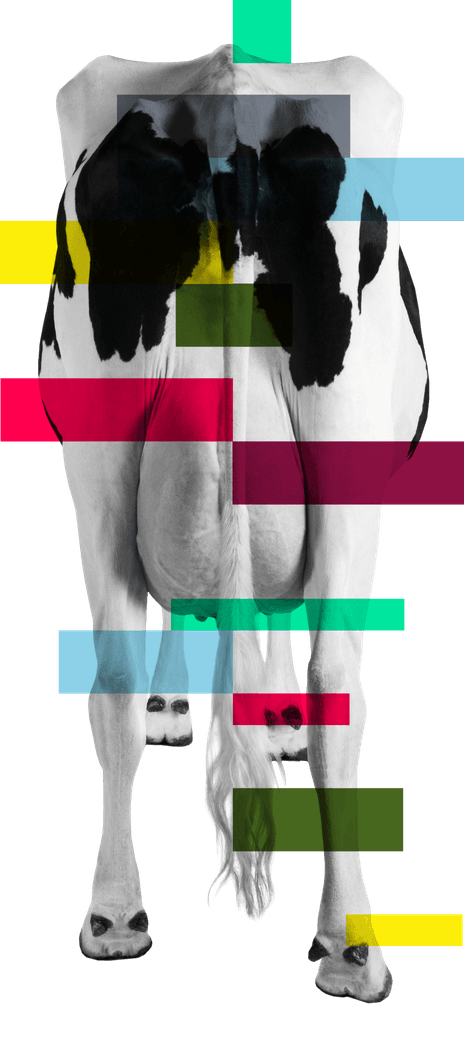 Cow Behind Genome