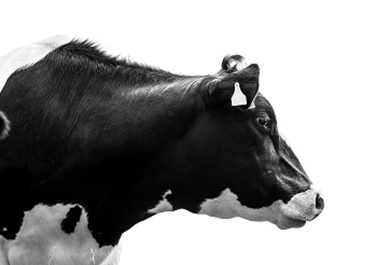 KPI Top 500 Herds Cow