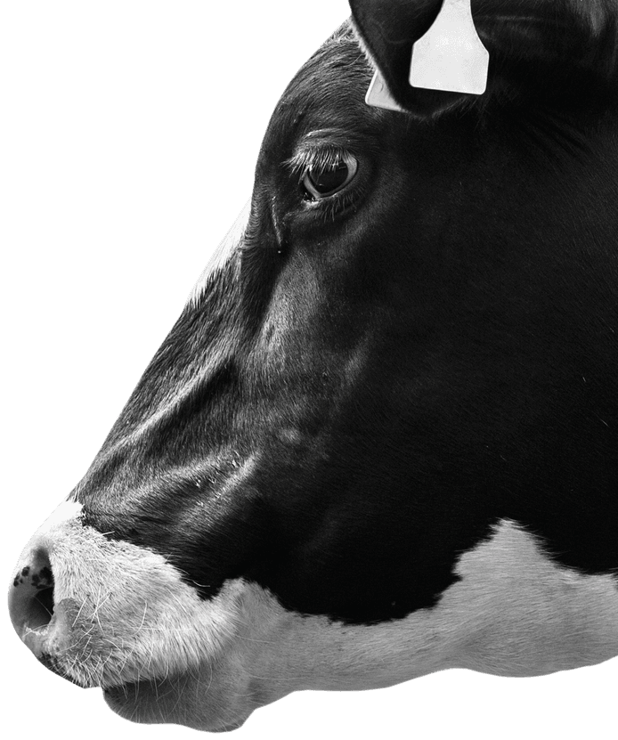 Side Cow Image