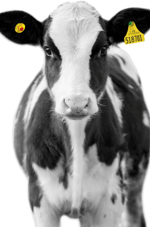 A portrait of a calf with Nordic Star ear tags.