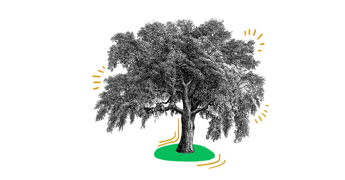 Sustainability Nachhaltigkeit Baum bei Quiply