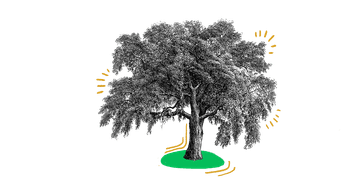 Sustainability Nachhaltigkeit Baum bei Quiply