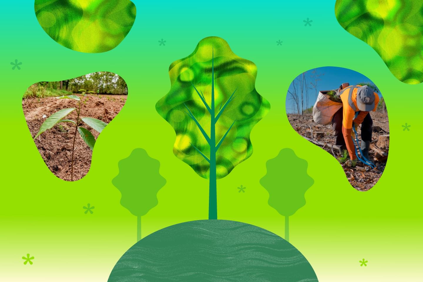 MR Blog 5 One Tree Planted 1240