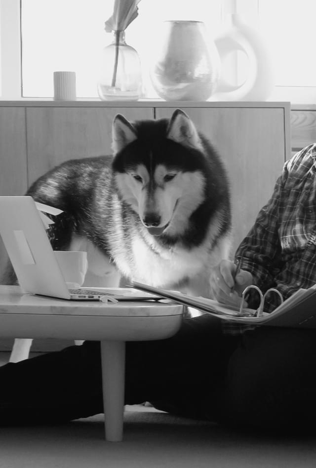 Man on a laptop with a dog next to him