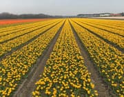 Digitale bloemenrevolutie: nieuwe marktplaats Floritic.com ziet het licht