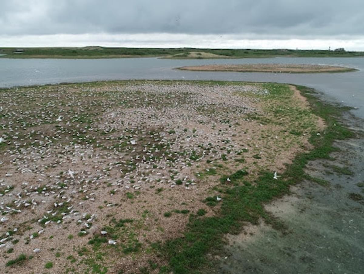 Bureau Waardenburg brengt vogelkolonies in kaart met GIS en drones image