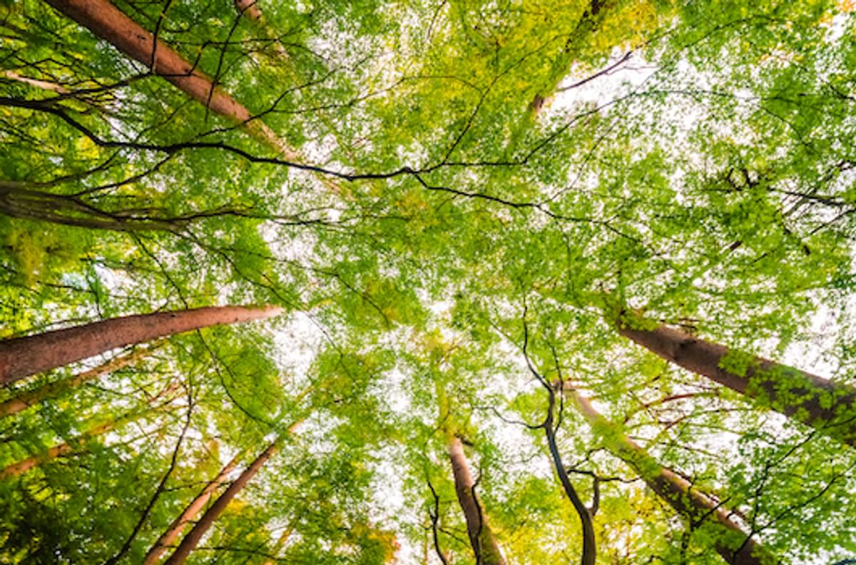 Capgemini ondersteunt Eneco bij terugdringen CO2-uitstoot image