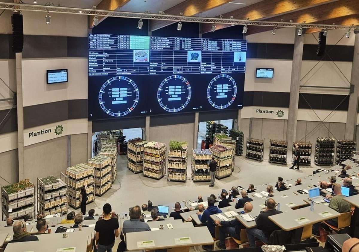 Bloemenveiling Plantion en Beyonder omarmen AI om verouderd veilsysteem te moderniseren image