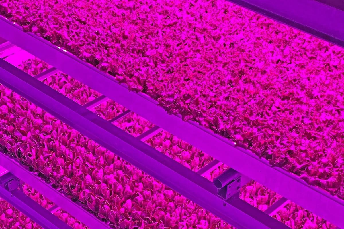Infinite Acres zet door samenwerking in op versnelde groei vertical farming image