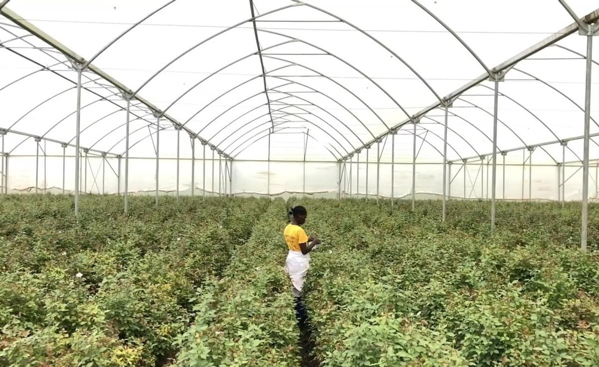 Afriflora stroomlijnt HR en payroll met SAP SuccessFactors image