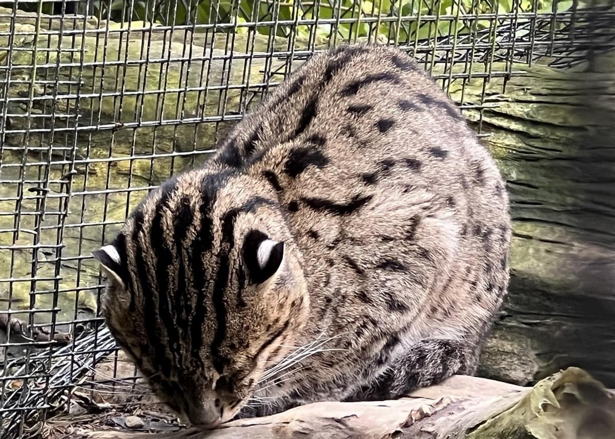 ESET Nederland en Diergaarde Blijdorp bundelen krachten image