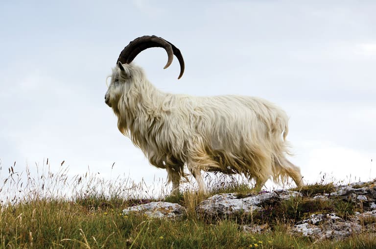 Johnstons of Elgin Cashmere Goat