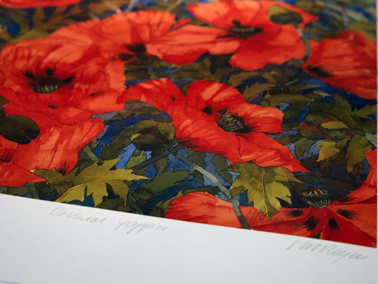 Poppy watercolour painted by Mary Ann Rogers in collaboration with Johnstons of Elgin Poppy Scarf