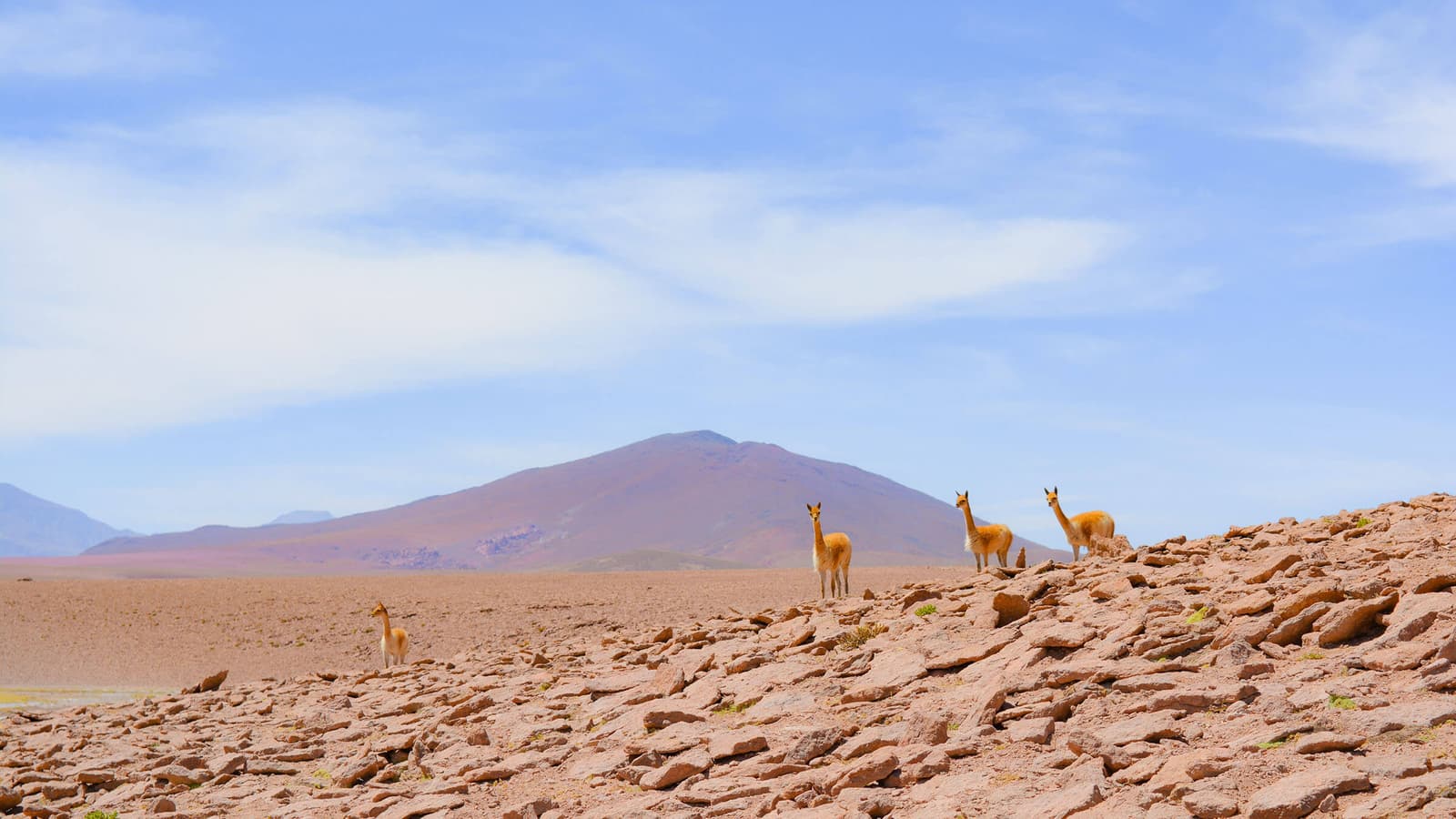 Vicuna in the Andes on a sand bank in front of mountains
