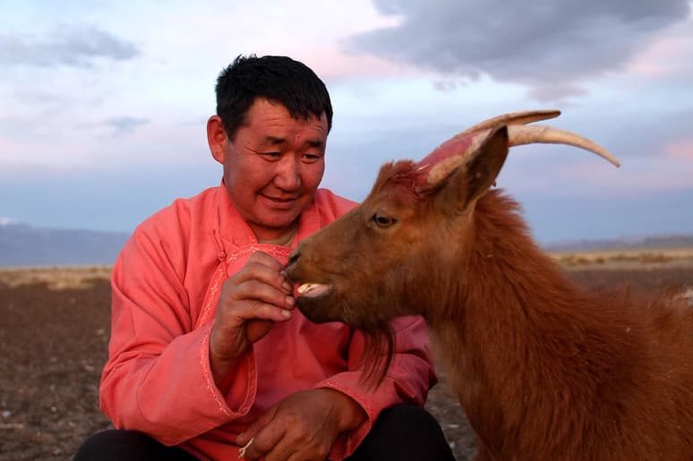 Herder feeding goat