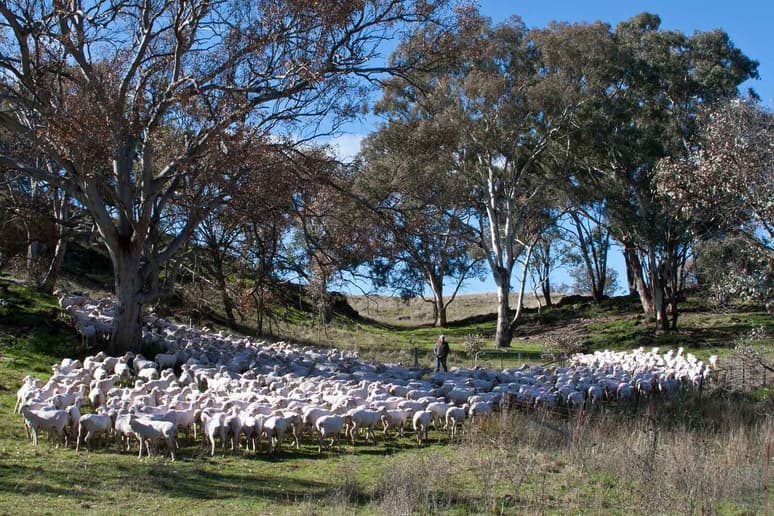 A flock of sheep amongst trees