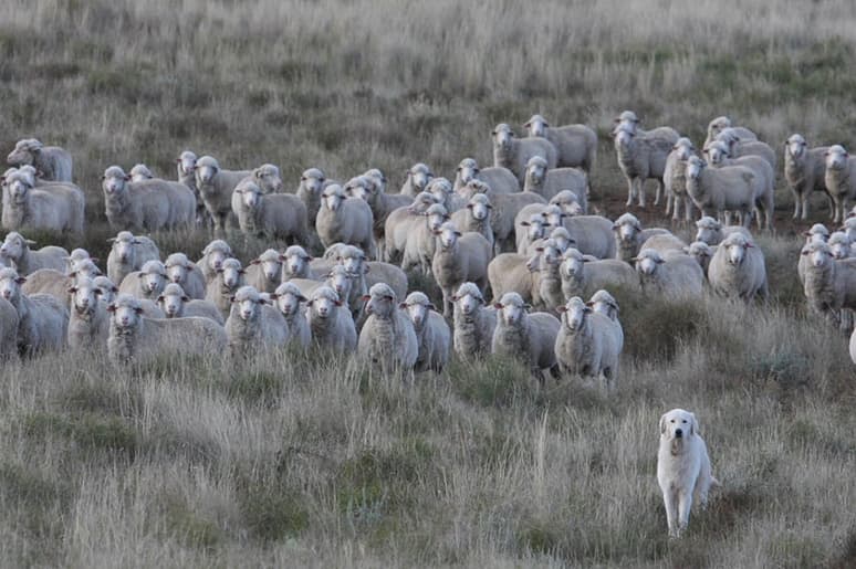 A flock of sheep with a dog